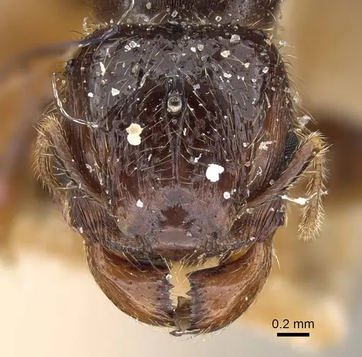 Pheidole weiseri - CASENT0922372