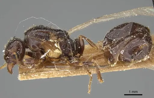 Pheidole weiseri - CASENT0922372