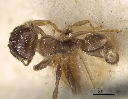 Pheidole weiseri - CASENT0922373