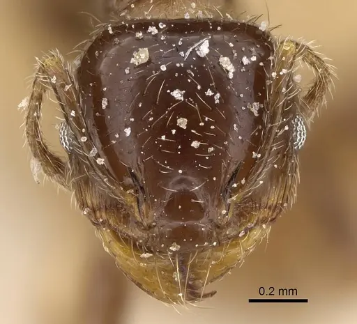 Pheidole weiseri - CASENT0922373