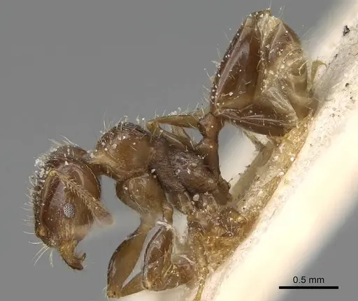 Pheidole weiseri - CASENT0922373