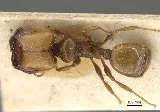 Pheidole weiseri - CASENT0922387