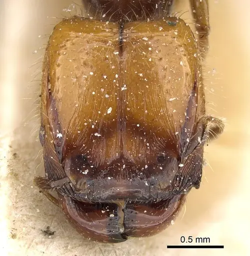 Pheidole weiseri - CASENT0922387