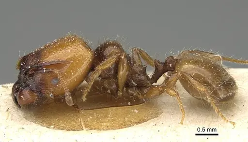 Pheidole weiseri - CASENT0922387