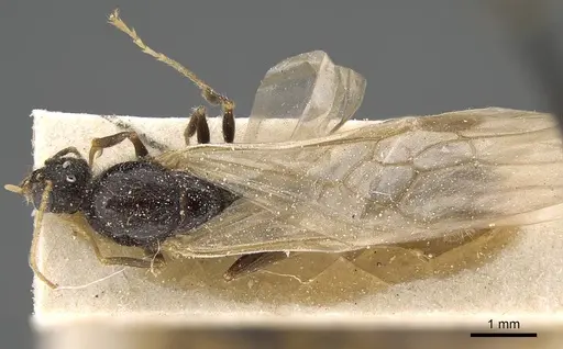 Pheidole weiseri - CASENT0922388