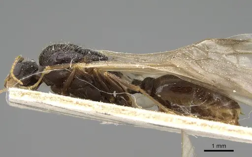 Pheidole weiseri - CASENT0922388