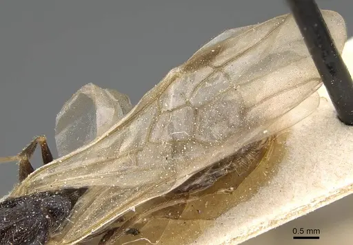 Pheidole weiseri - CASENT0922388