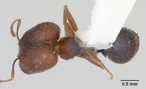Pheidole wheelerorum specimen