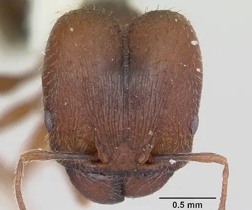 Pheidole wheelerorum specimen