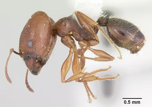 Pheidole wheelerorum specimen