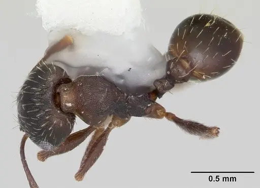 Pheidole wheelerorum - CASENT0104925