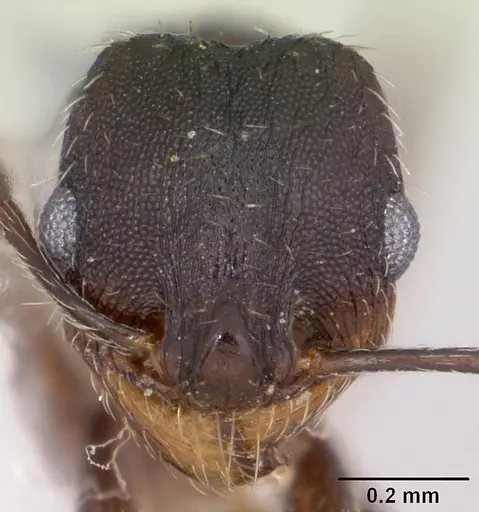 Pheidole wheelerorum - CASENT0104925