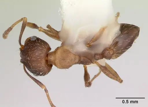 Pheidole wheelerorum - CASENT0172700