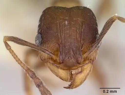Pheidole wheelerorum - CASENT0172700