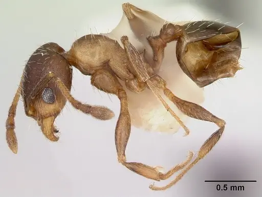 Pheidole wheelerorum - CASENT0172700