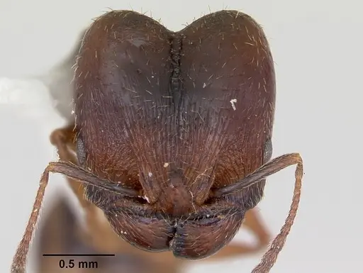 Pheidole wheelerorum - CASENT0172701