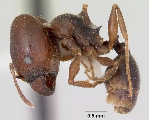 Pheidole wheelerorum - CASENT0172701