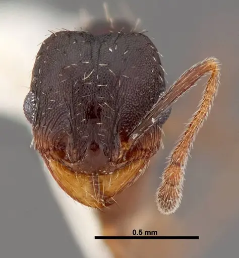 Pheidole wheelerorum - FMNHINS0000049850