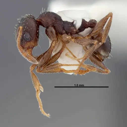 Pheidole wheelerorum - FMNHINS0000049850
