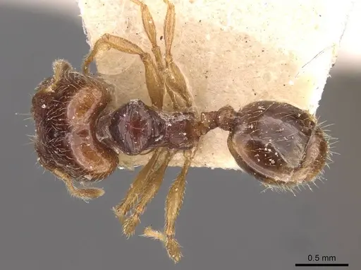 Pheidole wiesei specimen