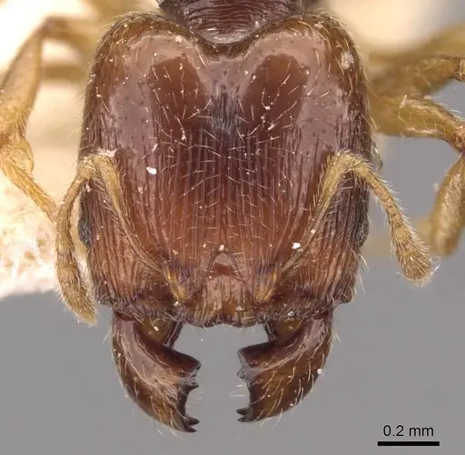 Pheidole wiesei specimen