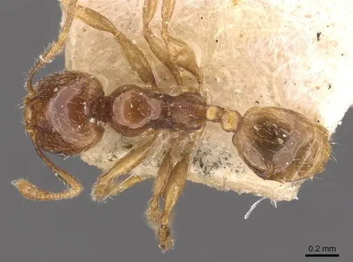 Pheidole wiesei - CASENT0908084