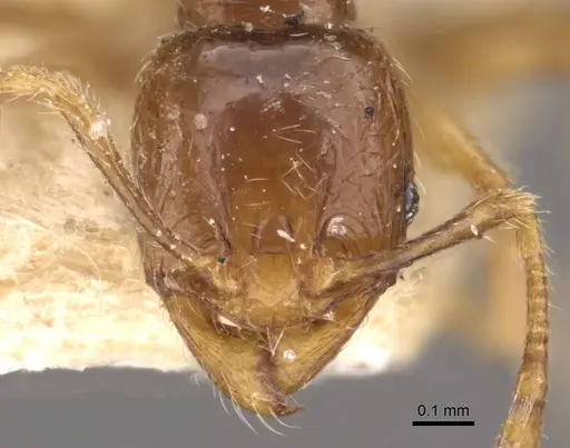 Pheidole wiesei - CASENT0908084