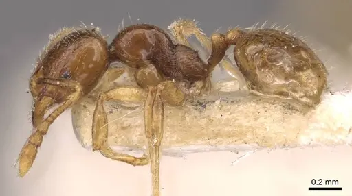 Pheidole wiesei - CASENT0908084