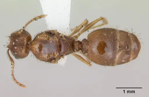 Pheidole williamsi specimen