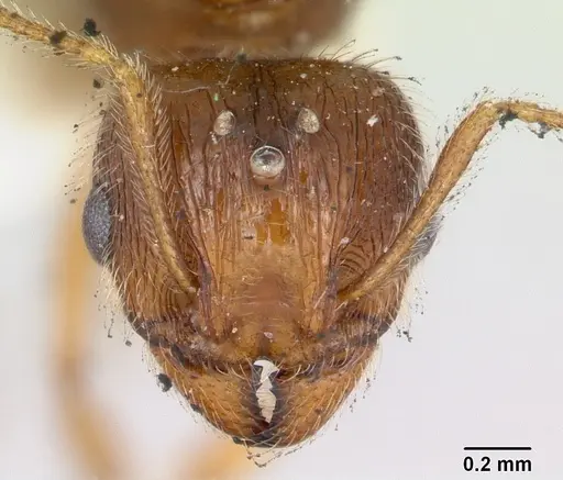 Pheidole williamsi specimen