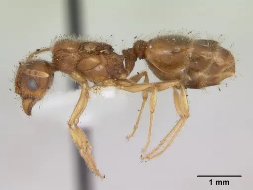 Pheidole williamsi specimen