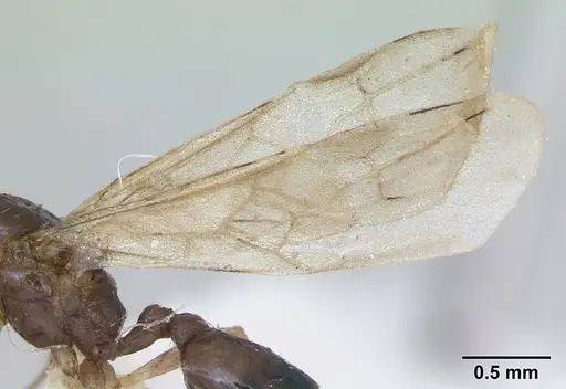 Pheidole williamsi - CASENT0173265