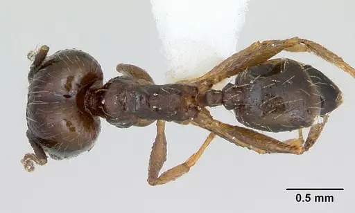 Pheidole williamsi - CASENT0173266