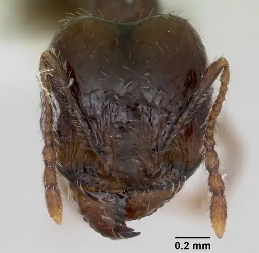 Pheidole williamsi - CASENT0173266