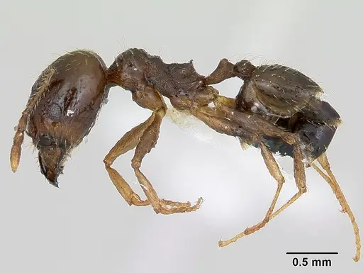 Pheidole williamsi - CASENT0173266