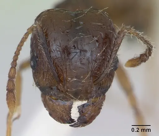 Pheidole williamsi - CASENT0173597