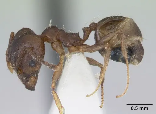 Pheidole williamsi - CASENT0173597