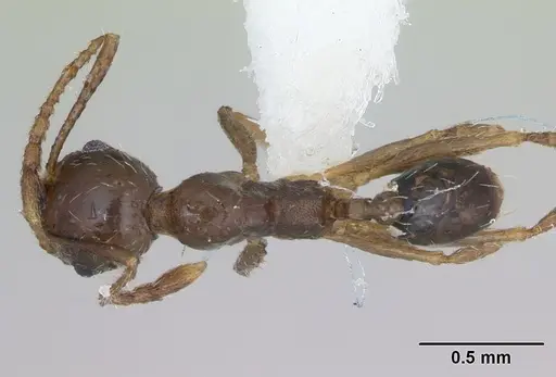 Pheidole williamsi - CASENT0173598