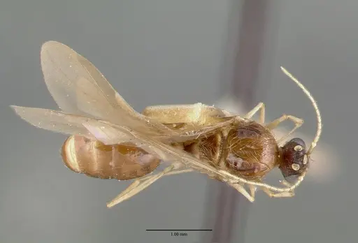 Pheidole williamsi - CASTYPE00444-01