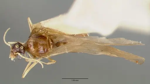 Pheidole williamsi - CASTYPE00444-02