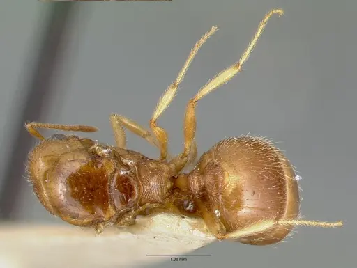 Pheidole williamsi - CASTYPE00444-03