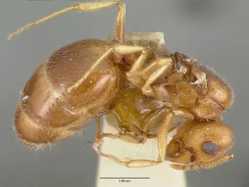 Pheidole williamsi - CASTYPE00444-03