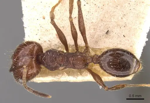Pheidole wolfringi specimen