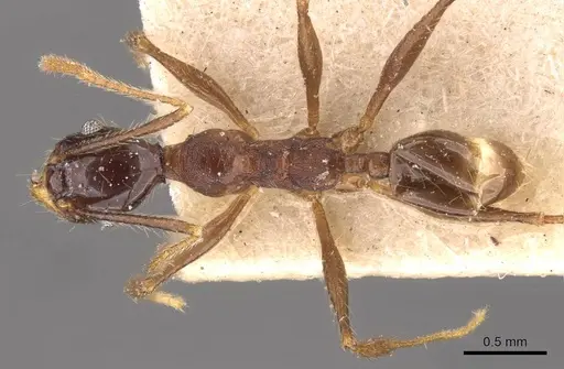 Pheidole wolfringi - CASENT0908213