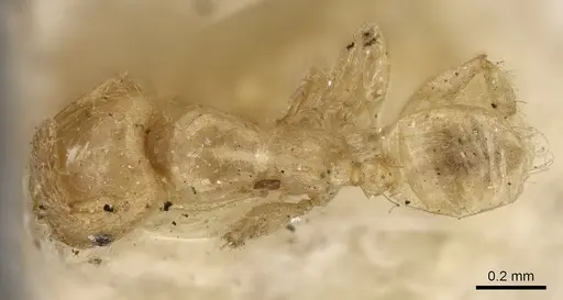 Pheidole woodmasoni specimen