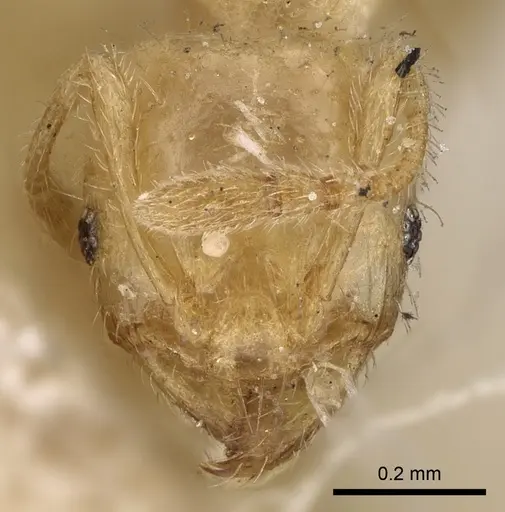 Pheidole woodmasoni specimen