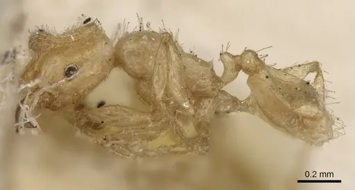 Pheidole woodmasoni specimen