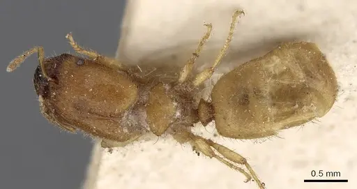 Pheidole woodmasoni - CASENT0281686