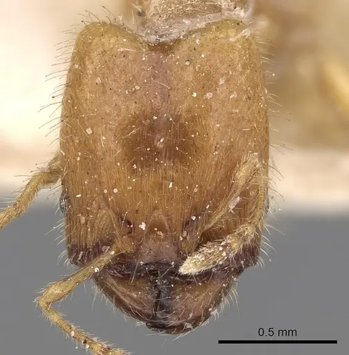 Pheidole woodmasoni - CASENT0281686