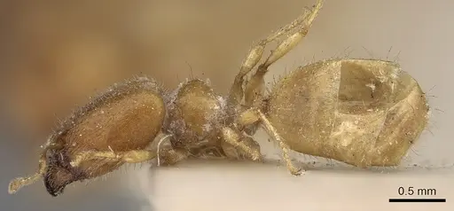 Pheidole woodmasoni - CASENT0281686